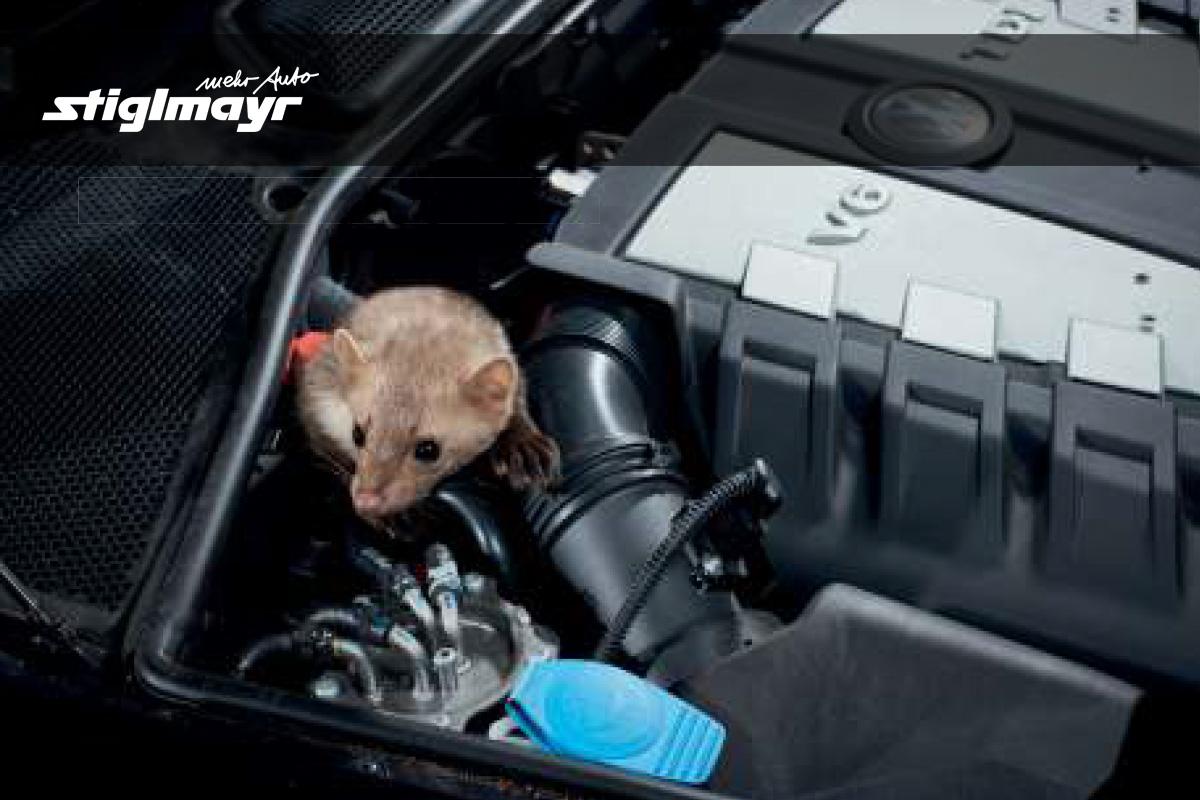 Wir sind Marderabwehr Experte